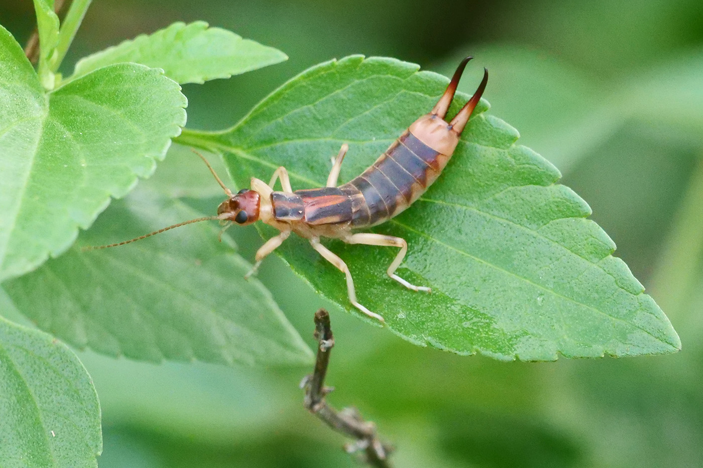 Shore Earwig